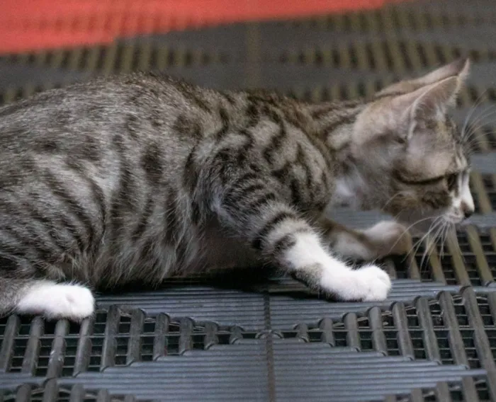 Gato ra a SRD-ViraLata idade 2 a 6 meses nome PIRATA