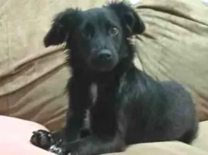 Cachorro raça  idade 1 ano nome Hanny