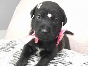 Cachorro raça SRD-ViraLata idade Abaixo de 2 meses nome Filhotes 40 dias