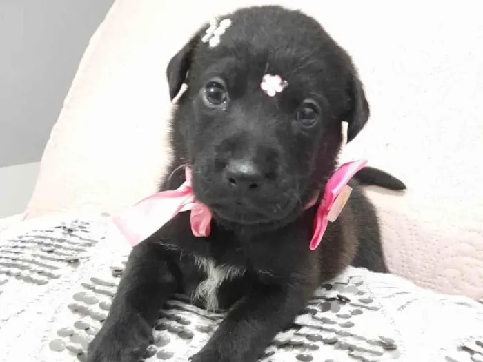 Cachorro ra a SRD-ViraLata idade Abaixo de 2 meses nome Filhotes 40 dias