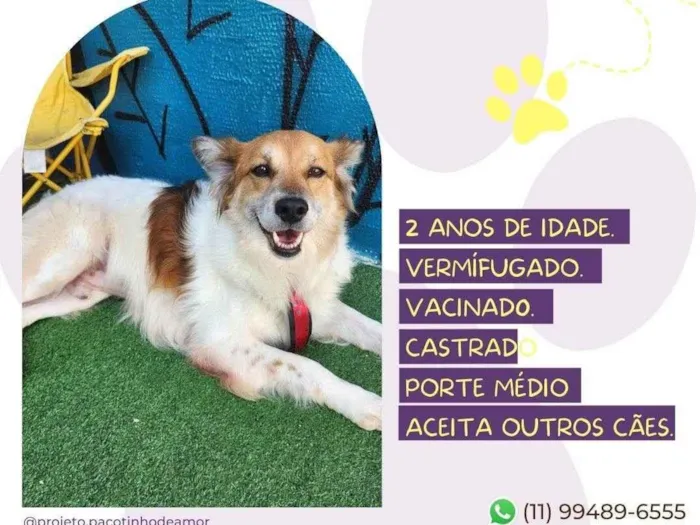 Cachorro raça SRD-ViraLata idade 1 ano nome Betoven 