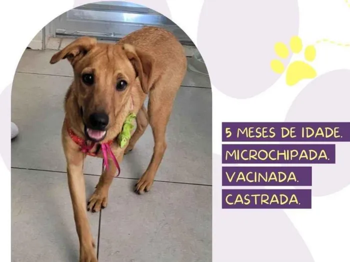 Cachorro raça SRD-ViraLata idade 7 a 11 meses nome Valentina