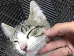 Gato raça SRD-ViraLata idade 2 a 6 meses nome BIELLA
