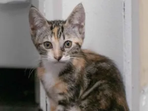 Gato raça SRD-ViraLata idade 2 a 6 meses nome FAÍSCA