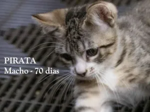 Gato raça SRD-ViraLata idade 2 a 6 meses nome PIRATA