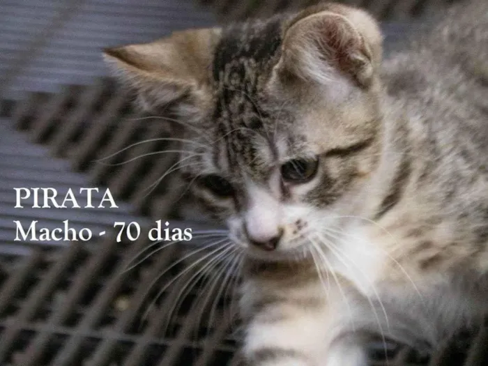 Gato ra a SRD-ViraLata idade 2 a 6 meses nome PIRATA