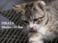PIRATA