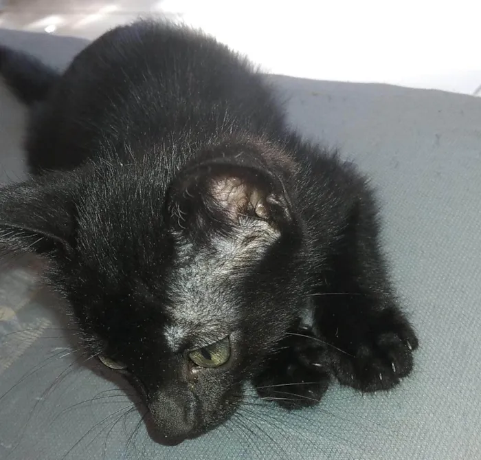 Gato raça Vira lata idade 2 a 6 meses nome Salém 