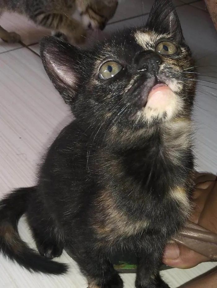 Gato raça Vira lata idade 2 a 6 meses nome Lilly 
