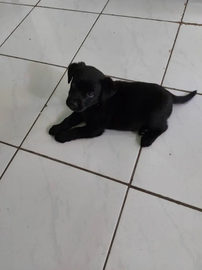 Cachorro ra a Labrador com SRD idade 2 a 6 meses nome Pandora 
