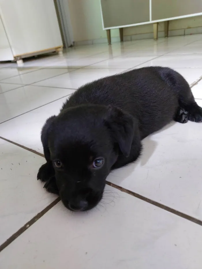 Cachorro ra a Labrador com SRD idade 2 a 6 meses nome Pandora 