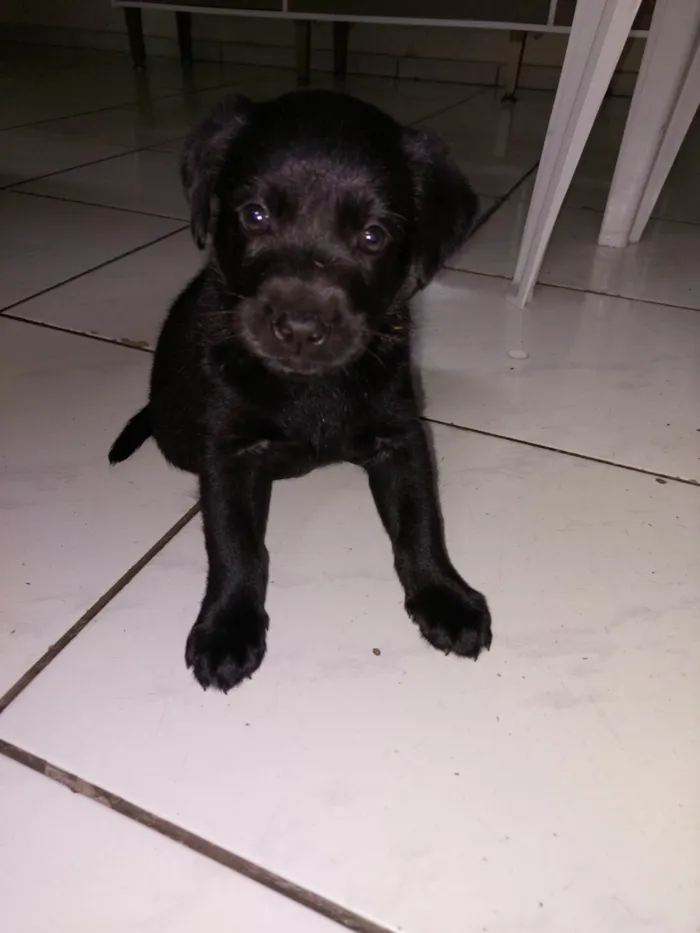 Cachorro ra a Labrador com SRD idade 2 a 6 meses nome Pandora 