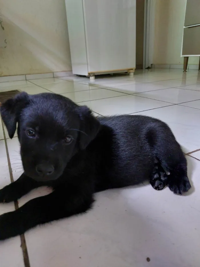 Cachorro ra a Labrador com SRD idade 2 a 6 meses nome Pandora 