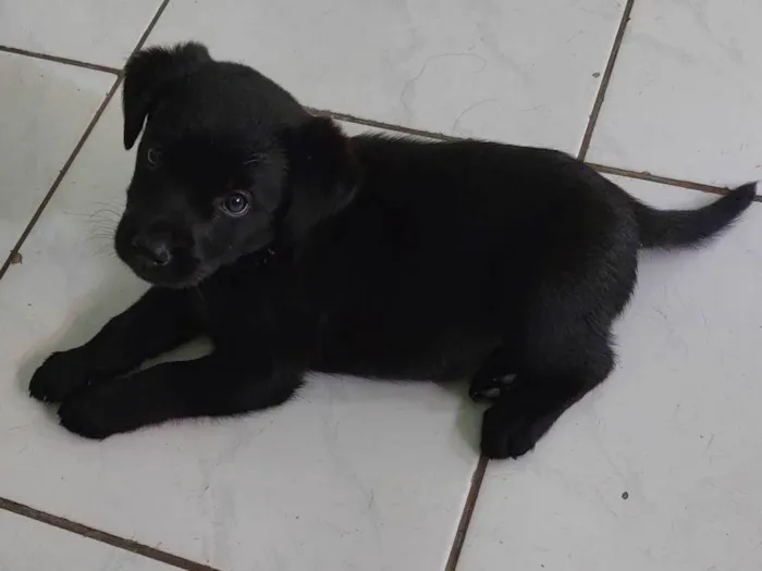 Cachorro ra a Labrador com SRD idade 2 a 6 meses nome Pandora 