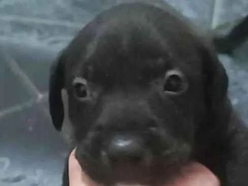 Cachorro raça SRD-ViraLata idade Abaixo de 2 meses nome Não tem