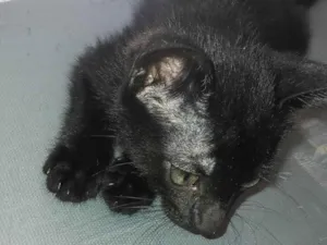 Gato raça Vira lata idade 2 a 6 meses nome Salém 