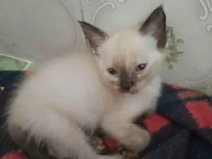 Gato raça Srd idade Abaixo de 2 meses nome Magali