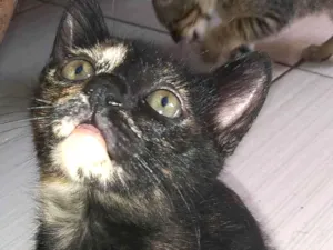 Gato raça Vira lata idade 2 a 6 meses nome Lilly 
