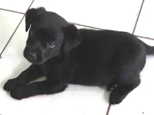 Cachorro raça Labrador com SRD idade 2 a 6 meses nome Pandora 