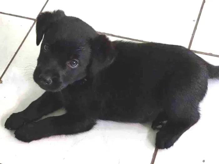Cachorro ra a Labrador com SRD idade 2 a 6 meses nome Pandora 