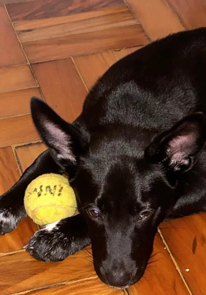 Cachorro raça SRD-ViraLata idade 7 a 11 meses nome Filomena