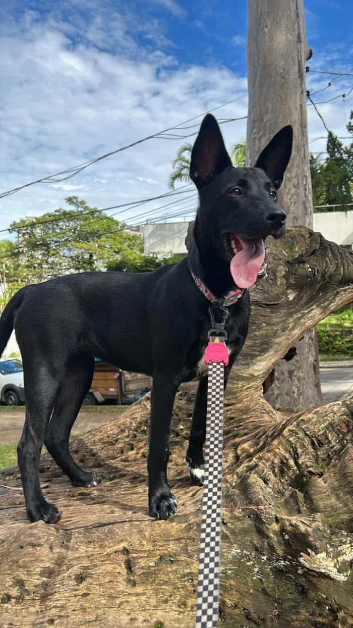 Cachorro raça SRD-ViraLata idade 7 a 11 meses nome Filomena