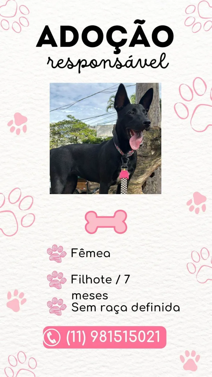 Cachorro raça SRD-ViraLata idade 7 a 11 meses nome Filomena