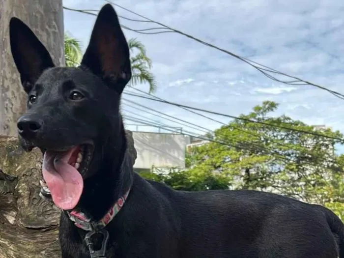 Cachorro raça SRD-ViraLata idade 7 a 11 meses nome Filomena