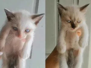 Gato raça SRD-ViraLata idade 2 a 6 meses nome Não tem nome