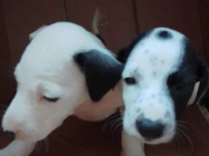 Cachorro ra a  idade 2 a 6 meses nome Capitão 