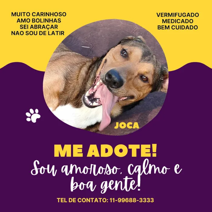 Cachorro ra a SRD-ViraLata idade 2 anos nome Joca (nome provisorio)