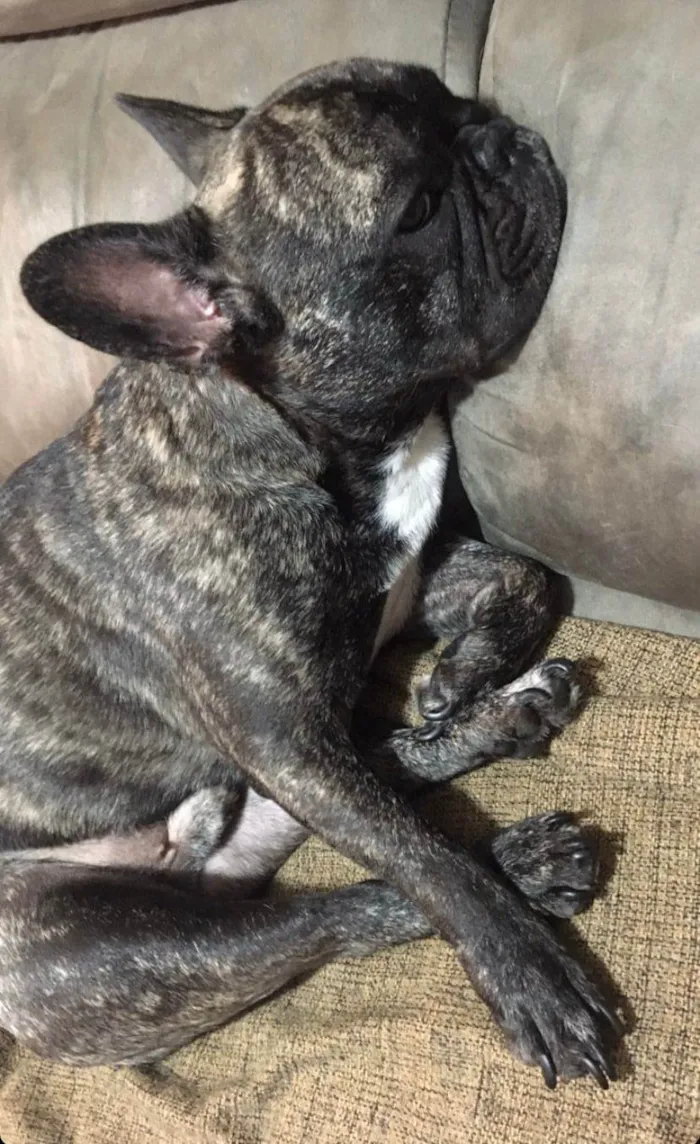 Cachorro ra a Bulldog Francês  idade 6 ou mais anos nome Apollo