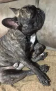 Apollo