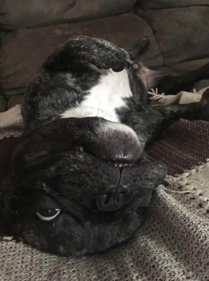 Cachorro ra a Bulldog Francês  idade 6 ou mais anos nome Apollo