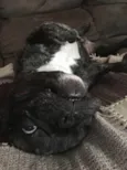 Apollo