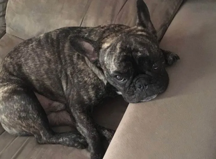 Cachorro ra a Bulldog Francês  idade 6 ou mais anos nome Apollo