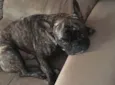 Apollo