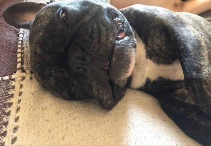 Cachorro ra a Bulldog Francês  idade 6 ou mais anos nome Apollo