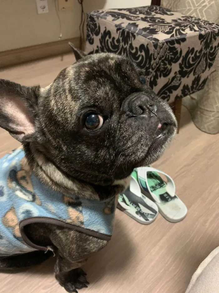 Cachorro ra a Bulldog Francês  idade 6 ou mais anos nome Apollo