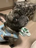 Apollo