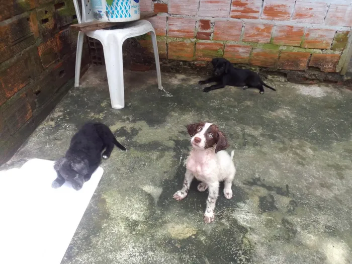 Cachorro ra a  idade 2 a 6 meses nome Sem nome