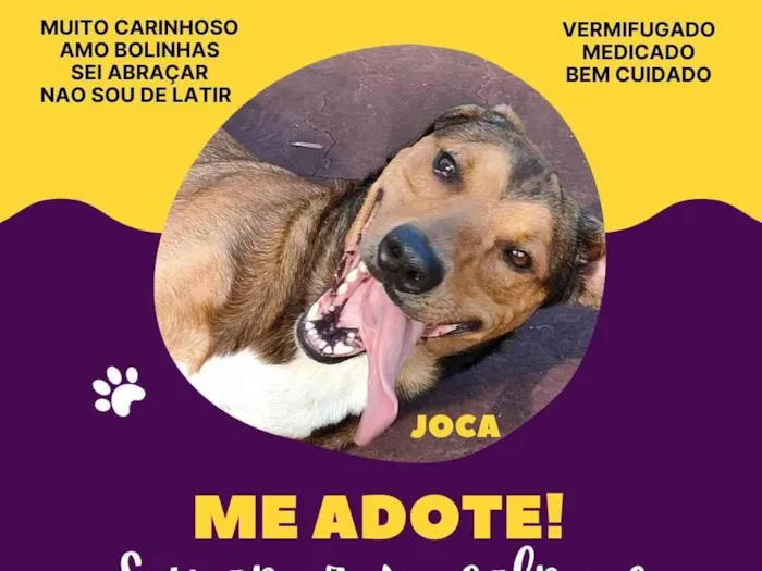 Cachorro ra a SRD-ViraLata idade 2 anos nome Joca (nome provisorio)