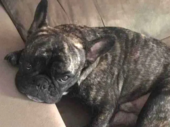 Cachorro ra a Bulldog Francês  idade 6 ou mais anos nome Apollo