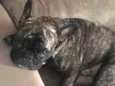 Apollo