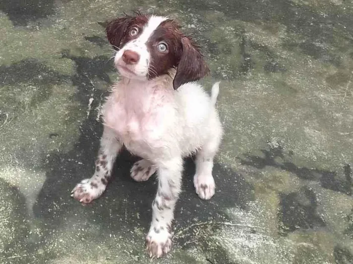 Cachorro ra a  idade 2 a 6 meses nome Sem nome