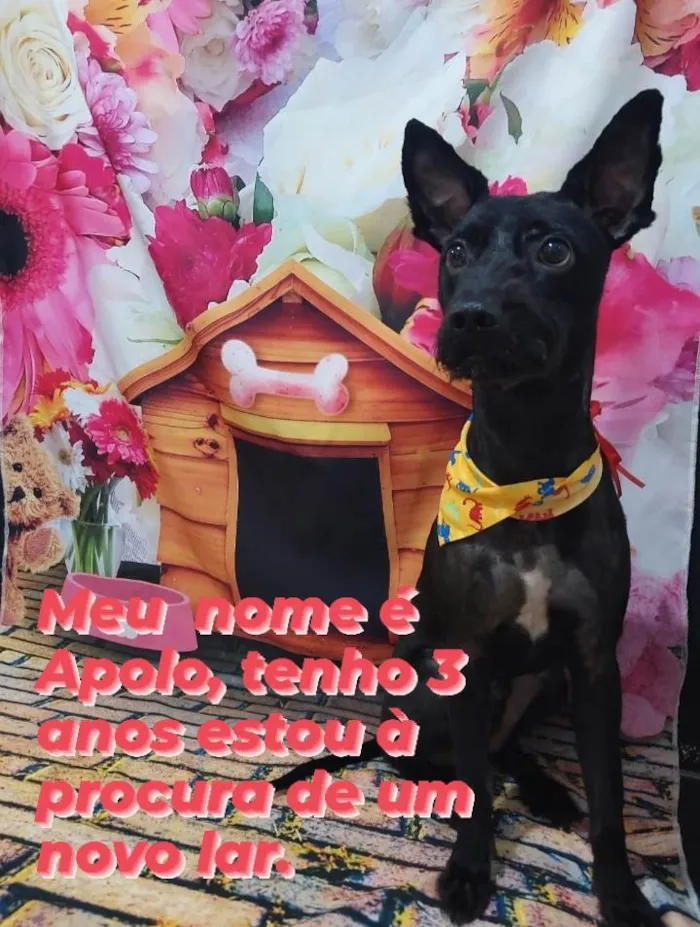 Cachorro ra a SRD-ViraLata idade 3 anos nome Apollo