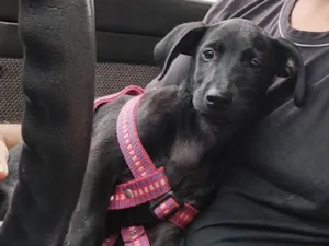 Cachorro raça Viralata idade 2 a 6 meses nome Baghera