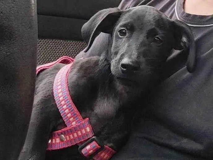 Cachorro raça Viralata idade 2 a 6 meses nome Baghera