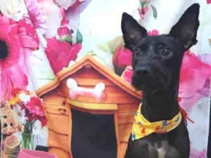 Cachorro raça SRD-ViraLata idade 3 anos nome Apollo