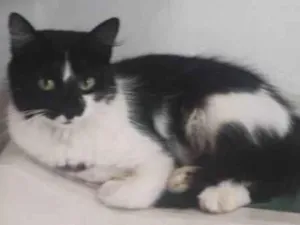 Gato raça SRD-ViraLata idade 7 a 11 meses nome FRAJOLITA 